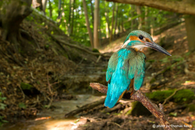 River Kingfisher along a stream
