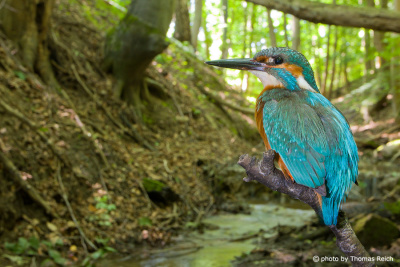 Common Kingfisher along a small creek