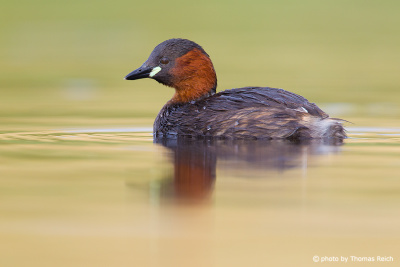 Little Grebe from the side
