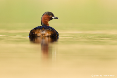 Little Grebe from behind