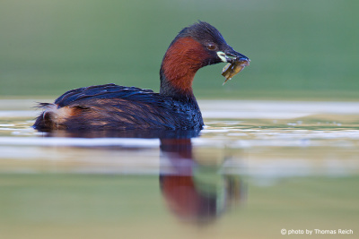 Little Grebe with prey