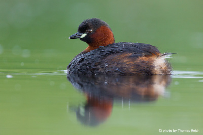 Little Grebe feathers