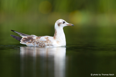 Black-headed Gull in the water