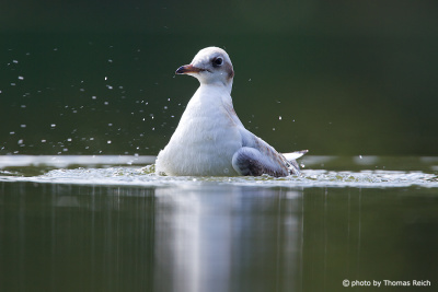 Black-headed Gull cleaning plumage in the lake
