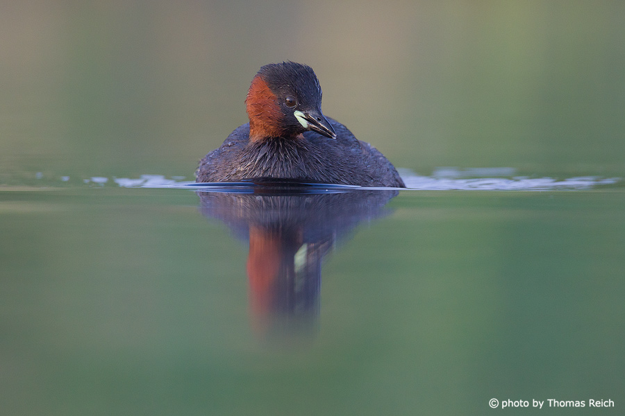 Little Grebe bird looking for food