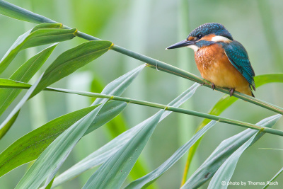 Juvenile Common Kingfisher in the reed