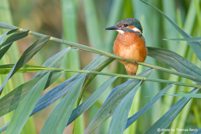 Common Kingfisher sitting in green reed