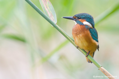 Common Kingfisher bird hiding in reeds