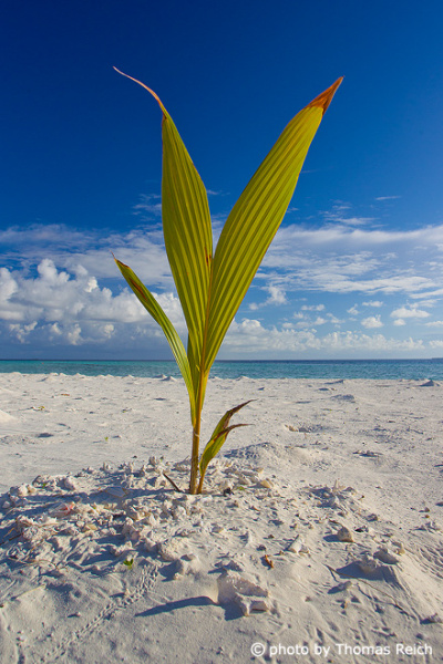 Maldives palm tree