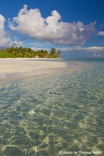 Maldive island with palm trees and beach