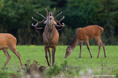 Roaring Red Deer stag from front