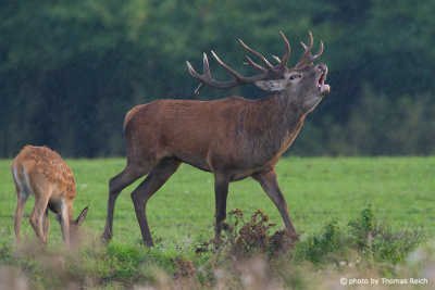 Red Deer stag roaring