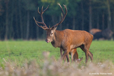 Red Deer in in Mecklenburg Vorpommern, Germany