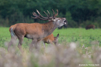 Red Deer male sound