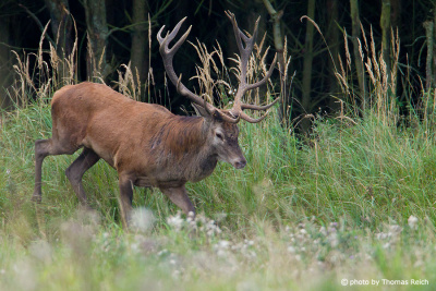 Red Deer walking out of forest