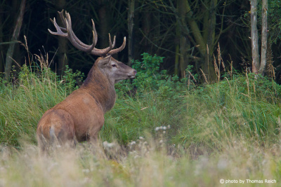 Red deer stands on meadow