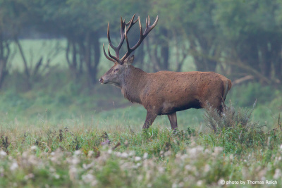 Red Deer stag side view