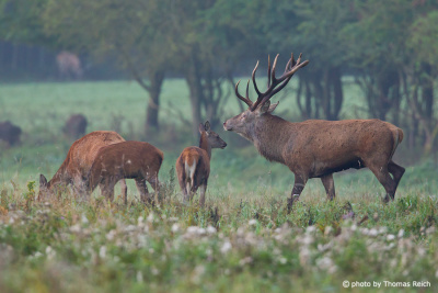 Red Deer in the wild nature