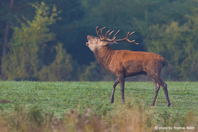 Red Deer stag call