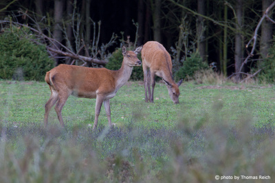 Red Deer feeding on grass