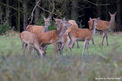 Females, hinds in fall