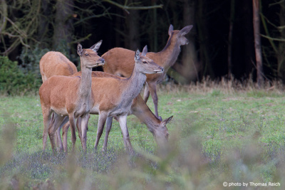 Red Deer hinds on grassland