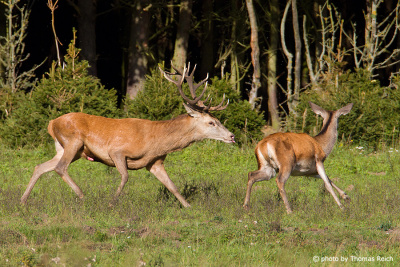 Red Deer mating time