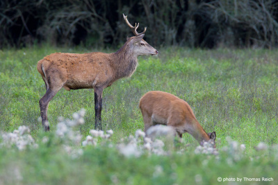 Young deer at the edge of forest