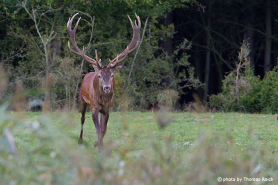 Old Red Deer walking out of forest