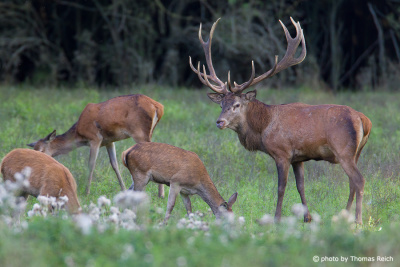 A Herd of Red Deer in a forest
