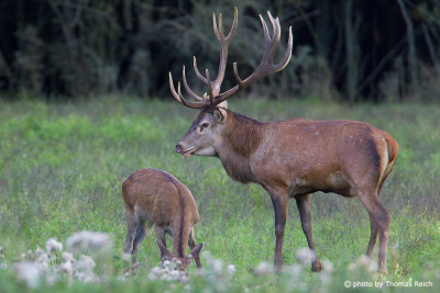 Couple of Red Deer
