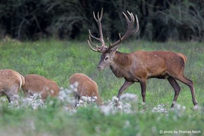 Red Deers feeding on plants