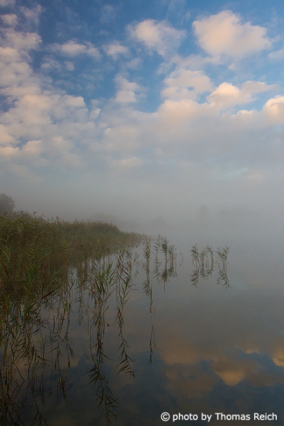 Reed belt in dense fog