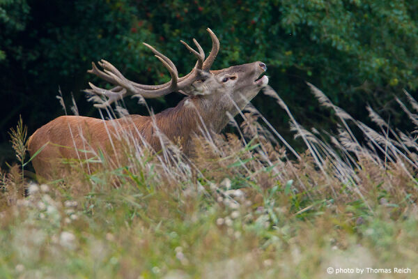Big Red Deer stag roars