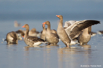 Greylag Geese plumage care