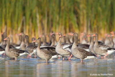 Greylag Goose male and female