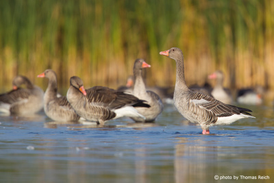 Greylag Geese female and male
