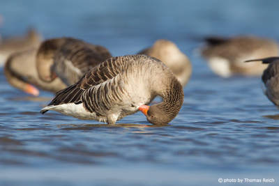 Greylag Geese plumage care water
