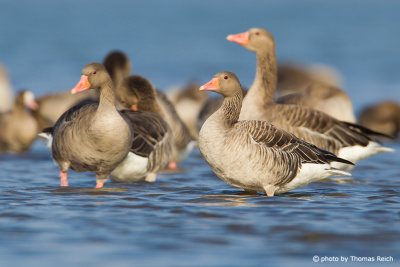Flock of Greylag Geese in the lake