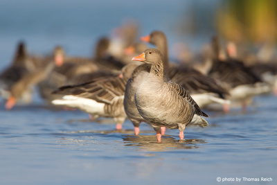 Greylag Goose appearance