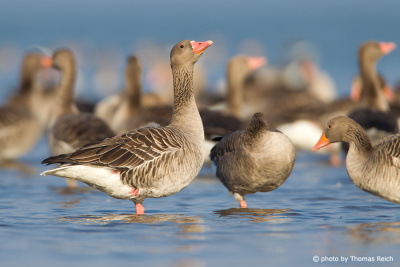 Noise of Greylag Geese