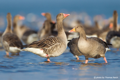 Appearance of Greylag Geese