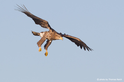 White-tailed Eagle spots its prey