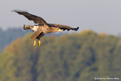 White-tailed Eagle flying over trees