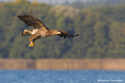 White-tailed Eagle Population Germany