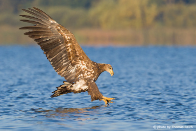 Juvenile White-tailed Eagle inflight about to dive