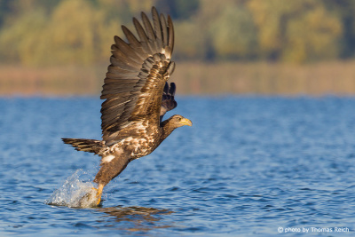 Young White-tailed Eagle catching fish