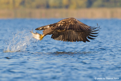 White-tailed Eagle in flight caught catching fish