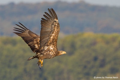 Young sea eagle in Germany
