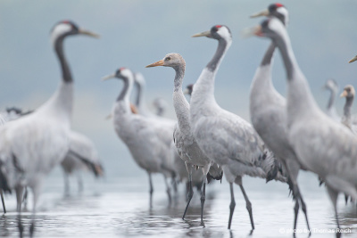 Common Cranes standing in shallow waters
